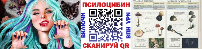 где продают наркотики  Мышкин  Псилоцибиновые грибы Psilocybe 